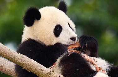 Panda in a tree eating bark